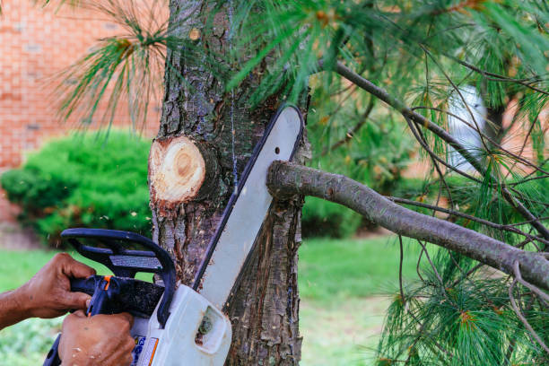 Tree Removal and Landscaping Services